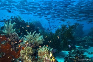 Coral Reef in Raja Ampat