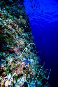 Wakatobi-03