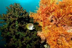 bunaken4