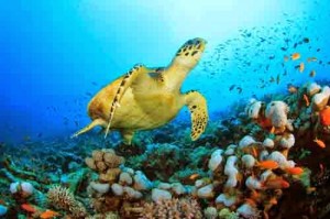 karimunjawa7